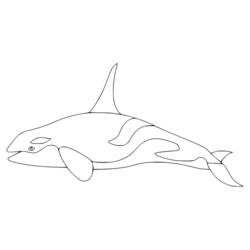 Dibujo Orca (Animales) #213460 para imprimir y colorear