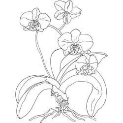 Orquídea - Dibujos para colorear gratis