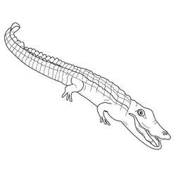 Coloring page: Alligator (Animals) #210204 - Free Printable Coloring Pages