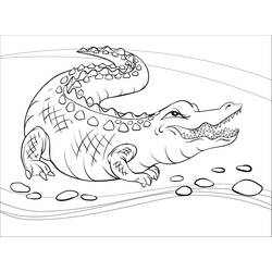 Coloring page: Alligator (Animals) #210207 - Free Printable Coloring Pages