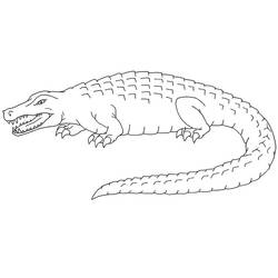 Coloring page: Alligator (Animals) #210211 - Free Printable Coloring Pages