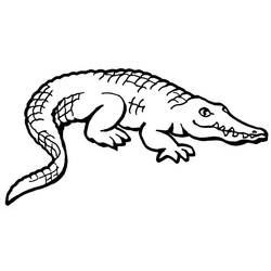 Coloring page: Alligator (Animals) #210212 - Free Printable Coloring Pages