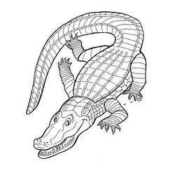Coloring page: Alligator (Animals) #210214 - Free Printable Coloring Pages