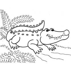 Coloring page: Alligator (Animals) #210216 - Free Printable Coloring Pages