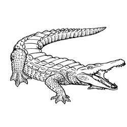 Coloring page: Alligator (Animals) #375 - Printable coloring pages