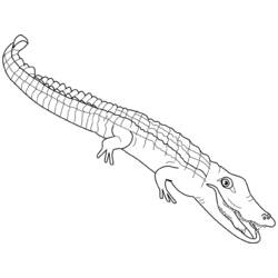 Coloring page: Alligator (Animals) #384 - Printable coloring pages
