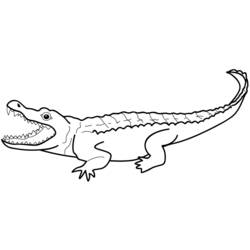 Coloring pages: Alligator - Printable Coloring Pages
