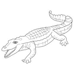 Coloring page: Alligator (Animals) #429 - Printable coloring pages