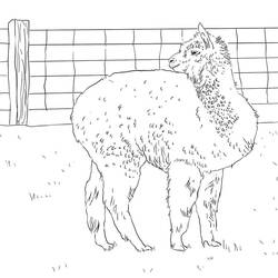 Coloring page: Alpaca (Animals) #217300 - Free Printable Coloring Pages