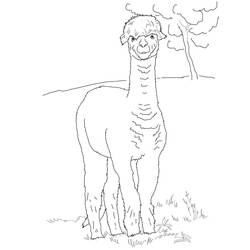Coloring page: Alpaca (Animals) #217302 - Free Printable Coloring Pages