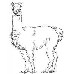 Coloring page: Alpaca (Animals) #217303 - Free Printable Coloring Pages