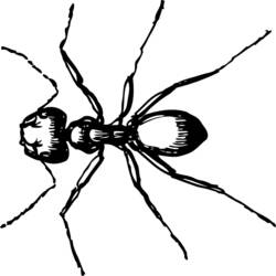 Coloring page: Ant (Animals) #6966 - Free Printable Coloring Pages