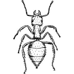Coloring page: Ant (Animals) #6969 - Free Printable Coloring Pages