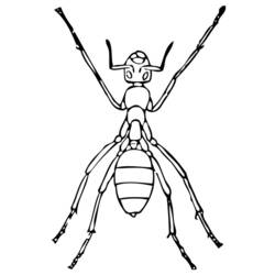 Coloring page: Ant (Animals) #6975 - Free Printable Coloring Pages