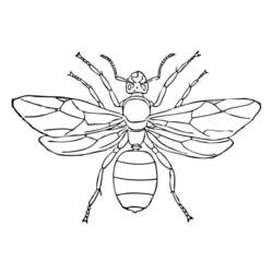 Coloring page: Ant (Animals) #7024 - Free Printable Coloring Pages