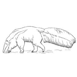 Anteater (Animals) coloring page #219660 to print and color