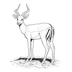 Coloring page: Antelope (Animals) #22580 - Printable coloring pages
