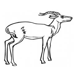 Coloring page: Antelope (Animals) #22582 - Printable coloring pages