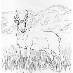 Coloring page: Antelope (Animals) #22586 - Free Printable Coloring Pages