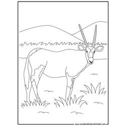 Coloring page: Antelope (Animals) #22587 - Free Printable Coloring Pages