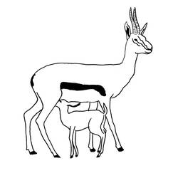 Coloring page: Antelope (Animals) #22605 - Printable coloring pages