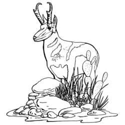 Coloring page: Antelope (Animals) #22606 - Free Printable Coloring Pages