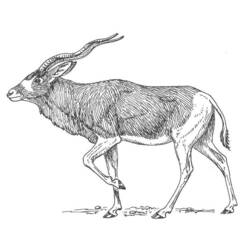 Coloring page: Antelope (Animals) #22609 - Free Printable Coloring Pages