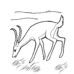 Coloring page: Antelope (Animals) #22633 - Printable coloring pages