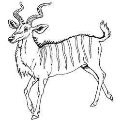 Coloring page: Antelope (Animals) #22637 - Printable coloring pages