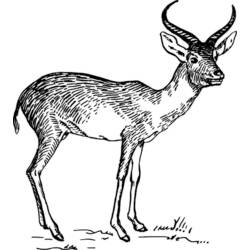 Coloring page: Antelope (Animals) #22648 - Printable coloring pages