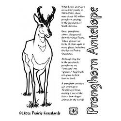 Coloring page: Antelope (Animals) #22669 - Printable coloring pages