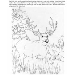 Coloring page: Antelope (Animals) #22670 - Free Printable Coloring Pages