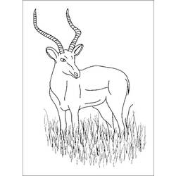 Coloring pages: Antelope - Free Printable Coloring Pages
