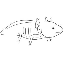 Axolotl (Animals) coloring page #184576 to print and color