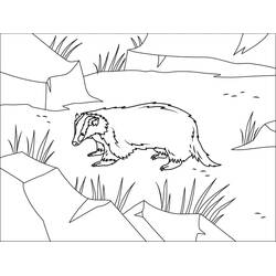 Coloring page: Badger (Animals) #208824 - Free Printable Coloring Pages