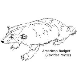 Coloring page: Badger (Animals) #208825 - Free Printable Coloring Pages