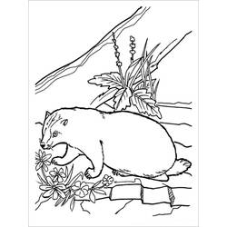 Coloring page: Badger (Animals) #208829 - Free Printable Coloring Pages