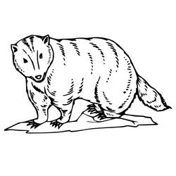 Coloring page: Badger (Animals) #208834 - Free Printable Coloring Pages