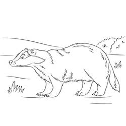 Coloring page: Badger (Animals) #208858 - Free Printable Coloring Pages