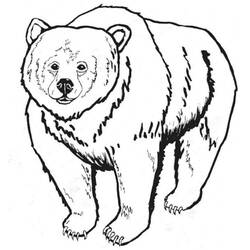 Coloring page: Bear (Animals) #12244 - Printable coloring pages