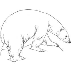 Coloring page: Bear (Animals) #12269 - Free Printable Coloring Pages