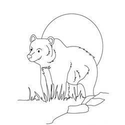 Coloring page: Bear (Animals) #12317 - Printable coloring pages