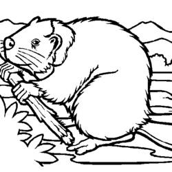 Coloring page: Beaver (Animals) #1589 - Printable coloring pages