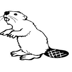 Coloring page: Beaver (Animals) #1602 - Printable coloring pages