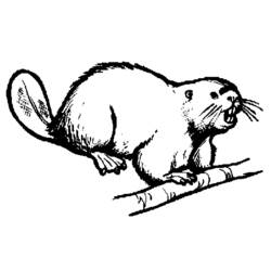 Coloring page: Beaver (Animals) #1608 - Printable coloring pages