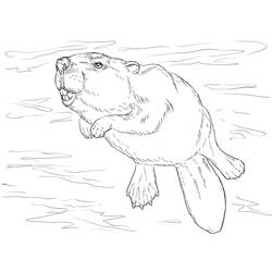 Beaver (Animals) coloring page #207238 to print and color