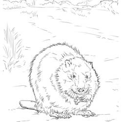 Beaver (Animals) coloring page #207243 to print and color