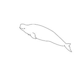 Coloring page: Beluga (Animals) #1040 - Printable coloring pages