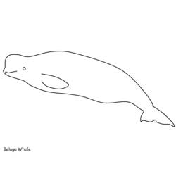 Coloring pages: Beluga - Printable Coloring Pages