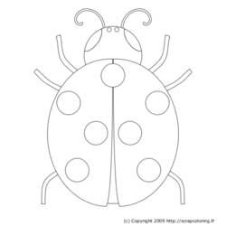 Coloring page: Bettle (Animals) #3387 - Free Printable Coloring Pages